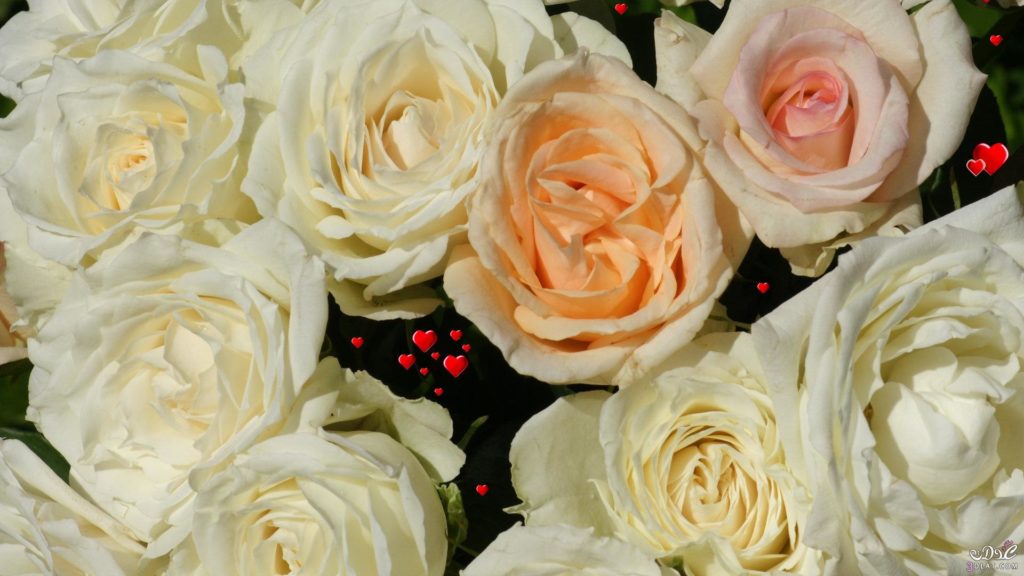 صور ورد طبيعية جميلة جدا