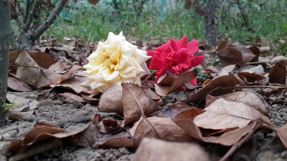 صور ورد طبيعية جميلة جدا