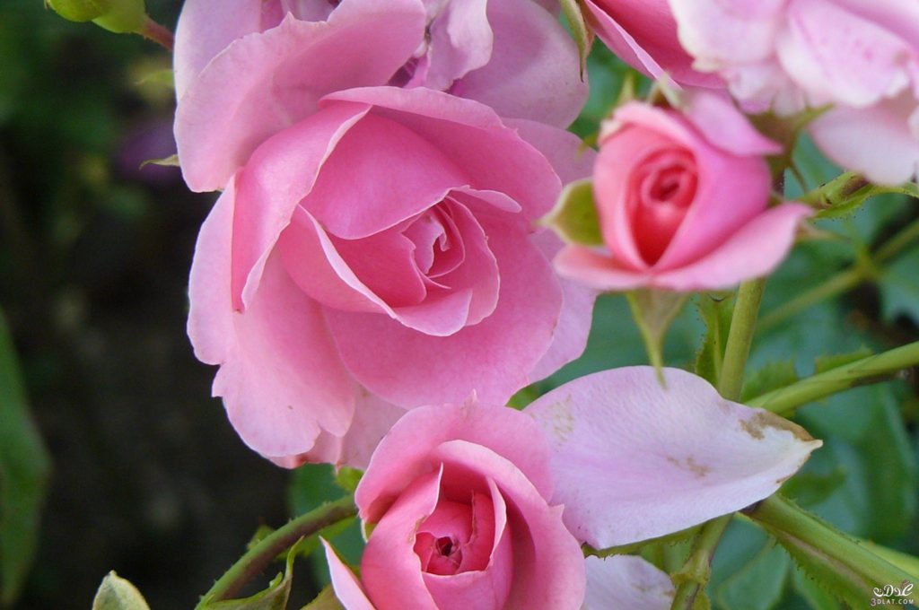 صور ورد طبيعية جميلة جدا