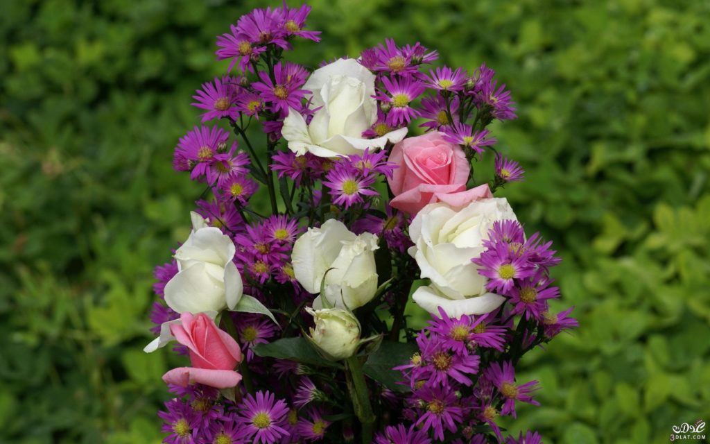 صور ورد طبيعية جميلة جدا