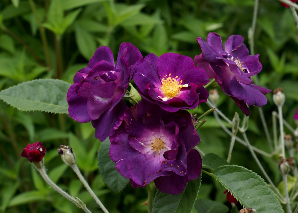 صور ورد طبيعية جميلة جدا