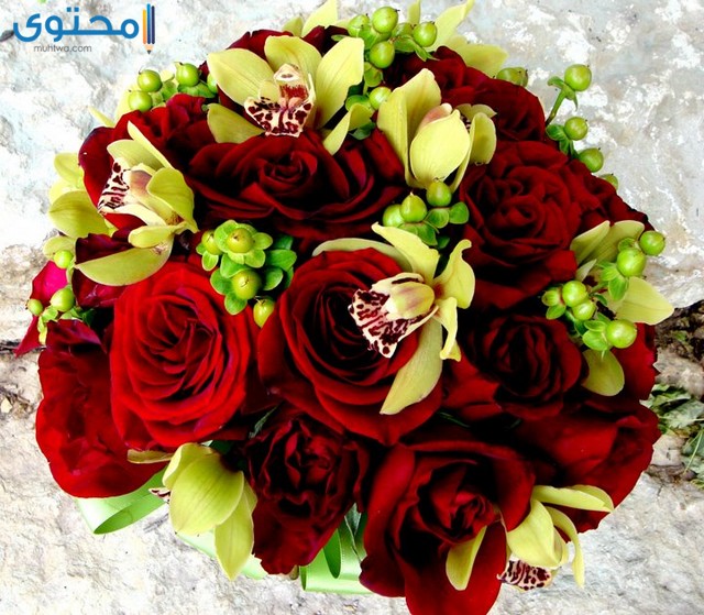 صور ورد طبيعية جميلة جدا