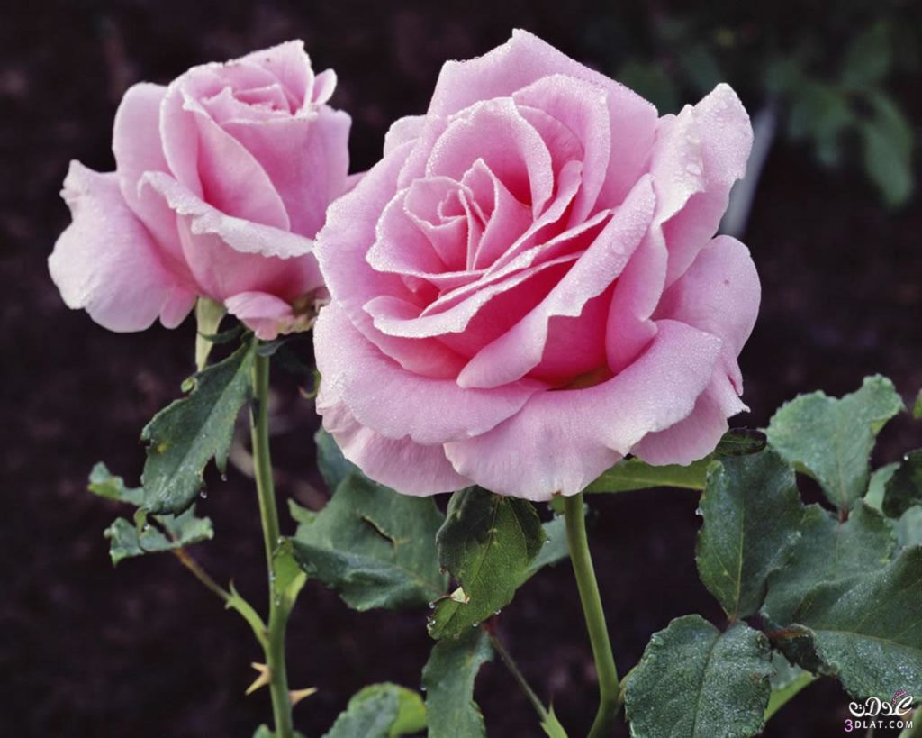 صور ورد طبيعية جميلة جدا