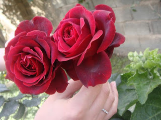 صور ورد طبيعية جميلة جدا