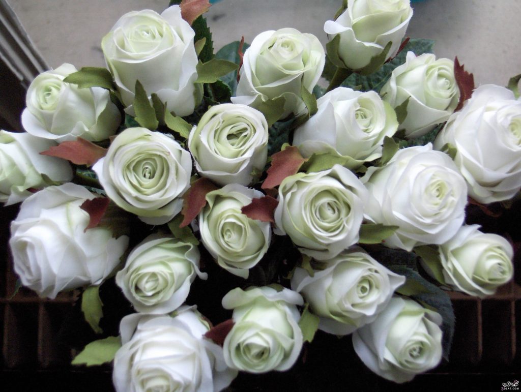 صور ورد طبيعية جميلة جدا