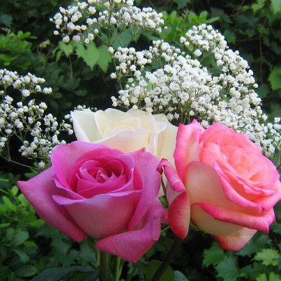 صور ورد طبيعية جميلة جدا