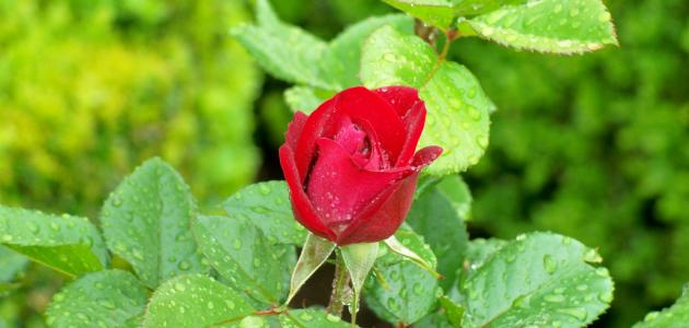 صور ورد طبيعية جميلة جدا