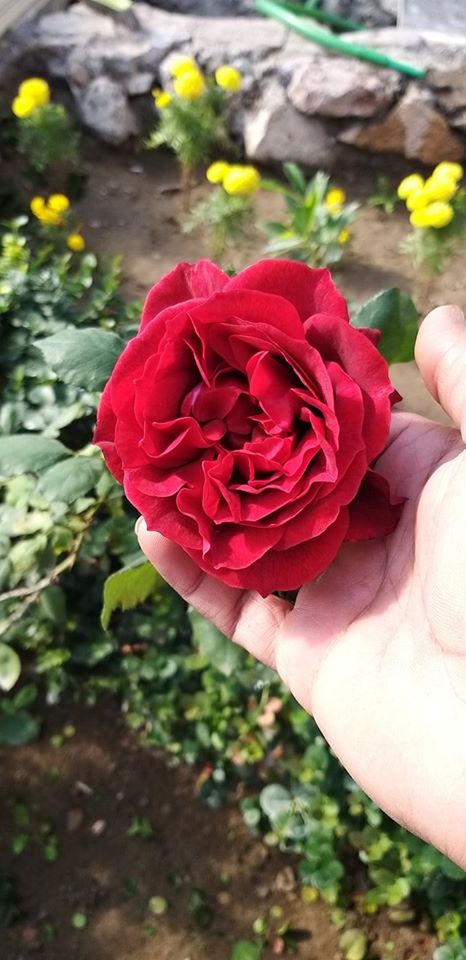 صور ورد طبيعية جميلة جدا