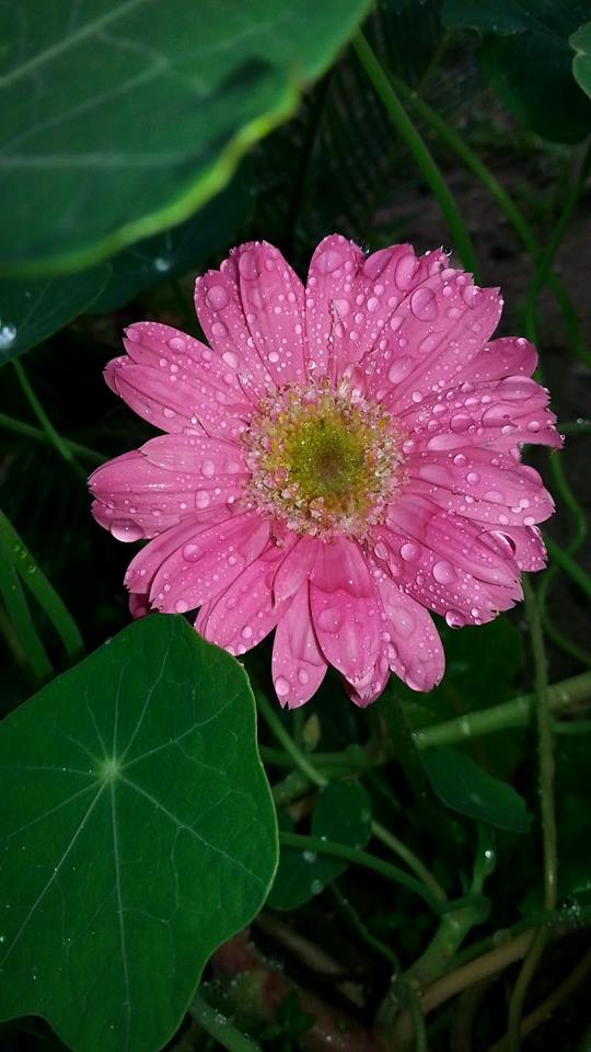 صور ورد طبيعية جميلة جدا