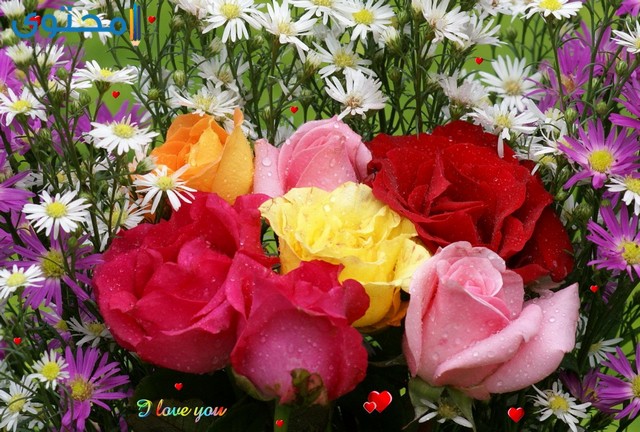 صور ورد طبيعية جميلة جدا