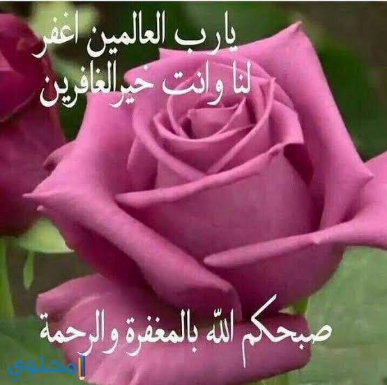 صورجميلة جديدة