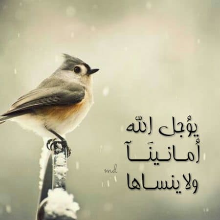 صورجميلة مكتوب عليها كلام جميل