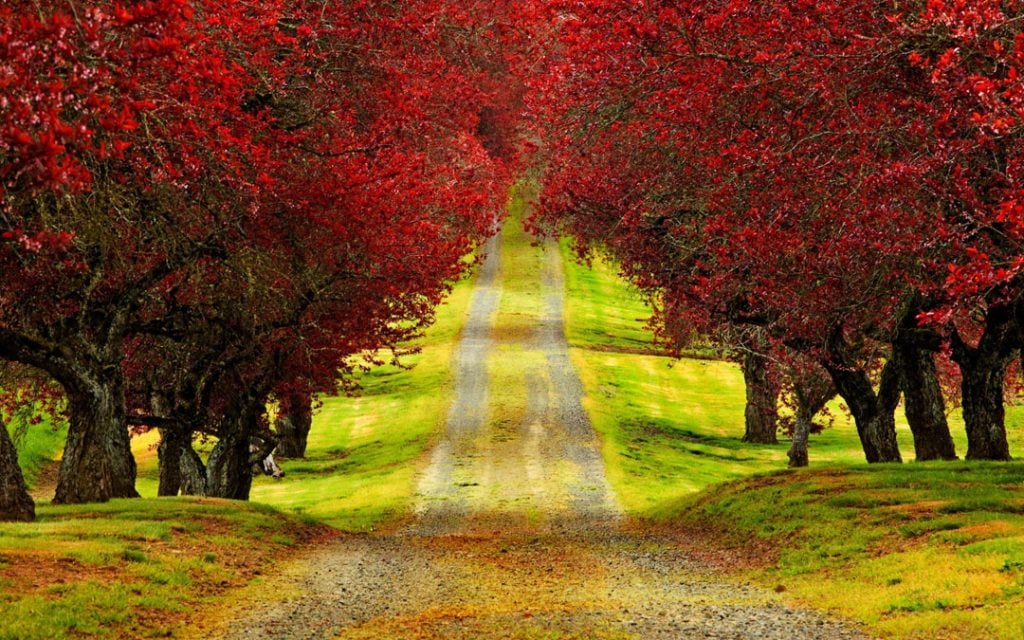 صورجميلة