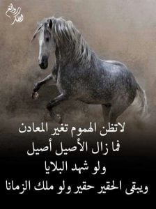 عبارات عن الشخص الاصيل