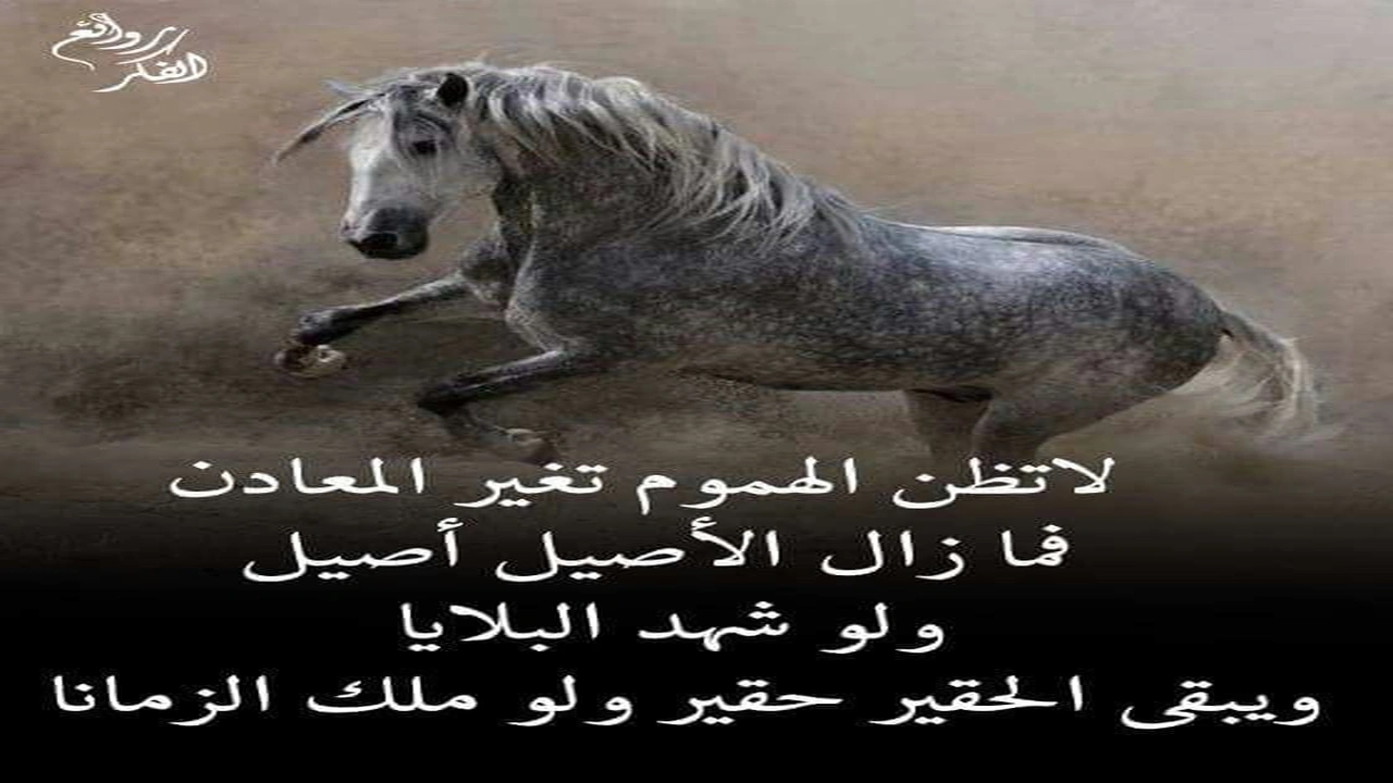 صورة عبارات عن الشخص الاصيل