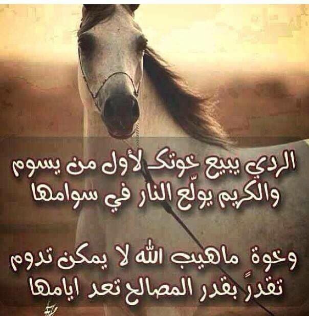 عبارات عن الشخص الردي