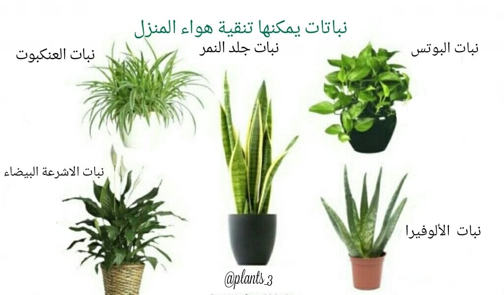 عبارات عن النباتات