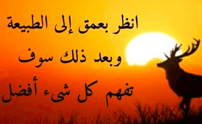 عبارات عن النباتات