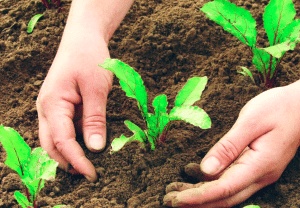 عبارات عن النباتات