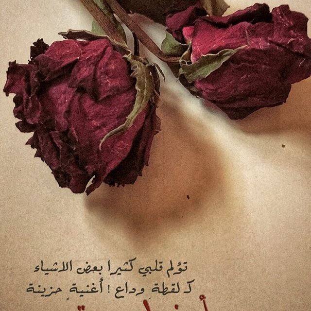 عبارات عن ذبول الورد