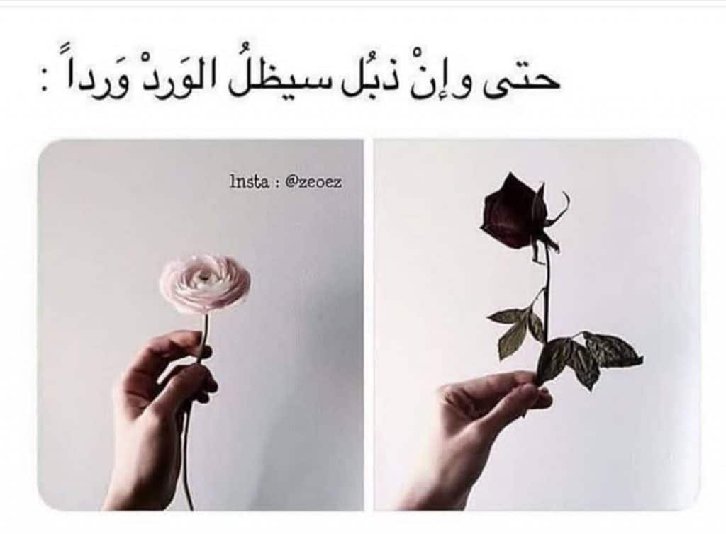 عبارات عن ذبول الورد