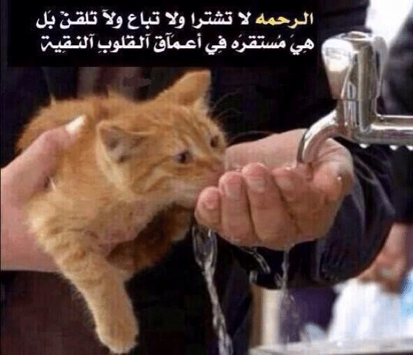 عبارات عن رحمة الحيوان