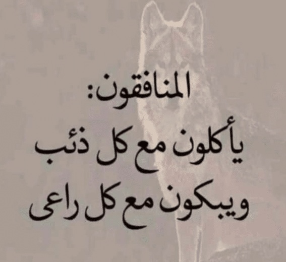 عبارات عن ناس تافهة