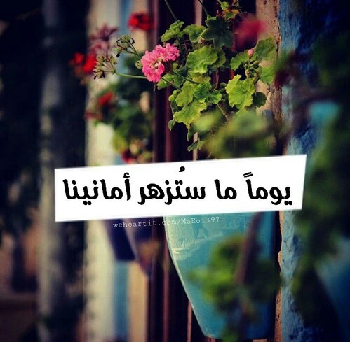 عبارات نشر سناب