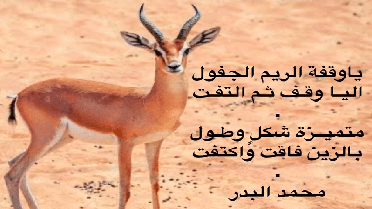 صورة غزل عن الغزال