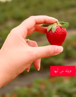 غزل عن الفراولة