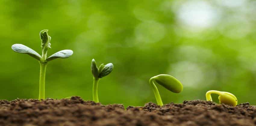 فقرة هل تعلم عن النباتات