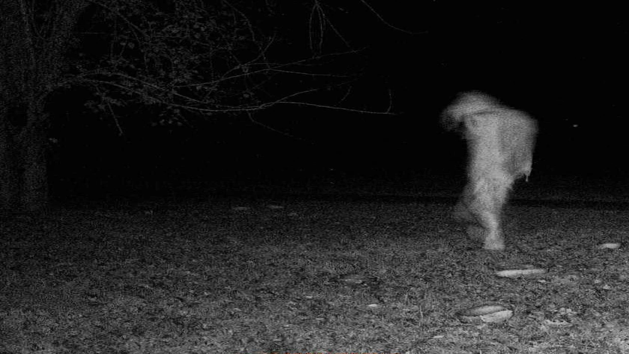 صورة قصص واقعية جن