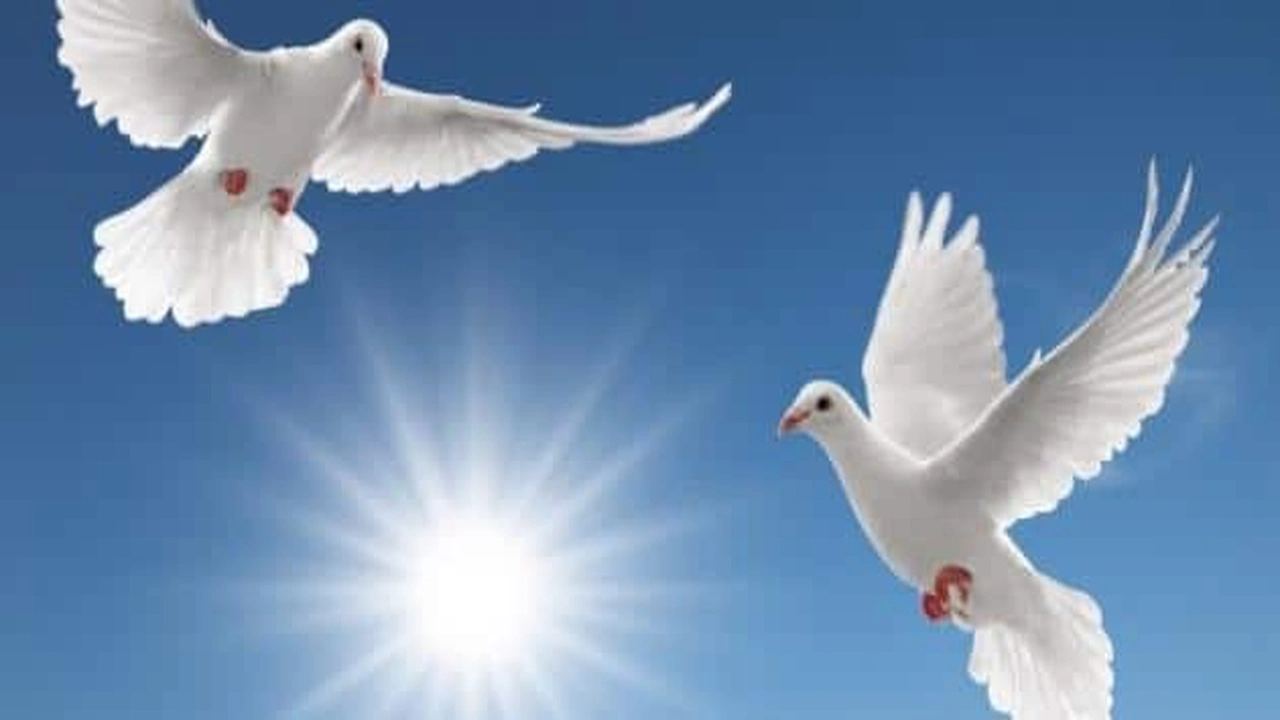 صورة قصص واقعية عن السلام