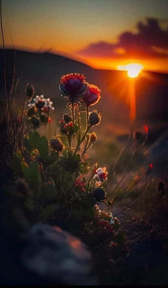 كابشن جامد للصور الشخصية