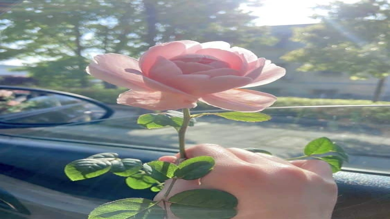 صورة كابشن للصور الشخصية للبنات