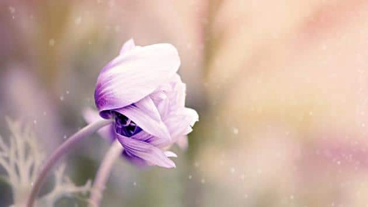 صورة كلام اعتذار قوي