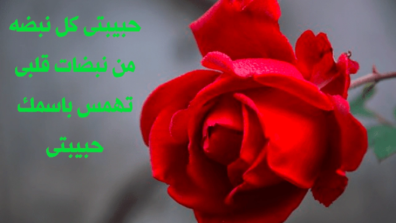 صورة كلام حب قوي لحبيبتي