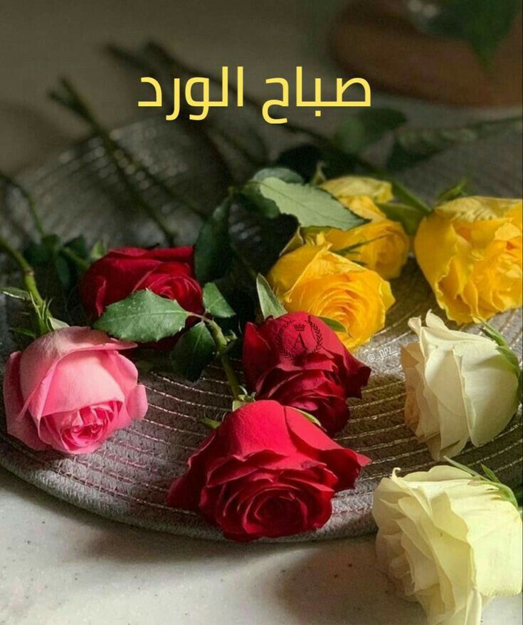 كلام حب يسعد صباحك