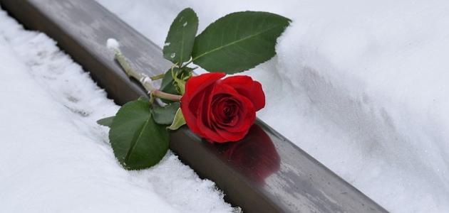 كلام عن البعد والاشتياق