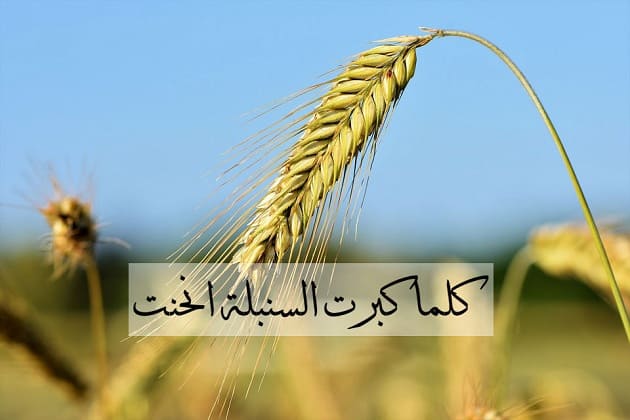 كلام عن التواضع