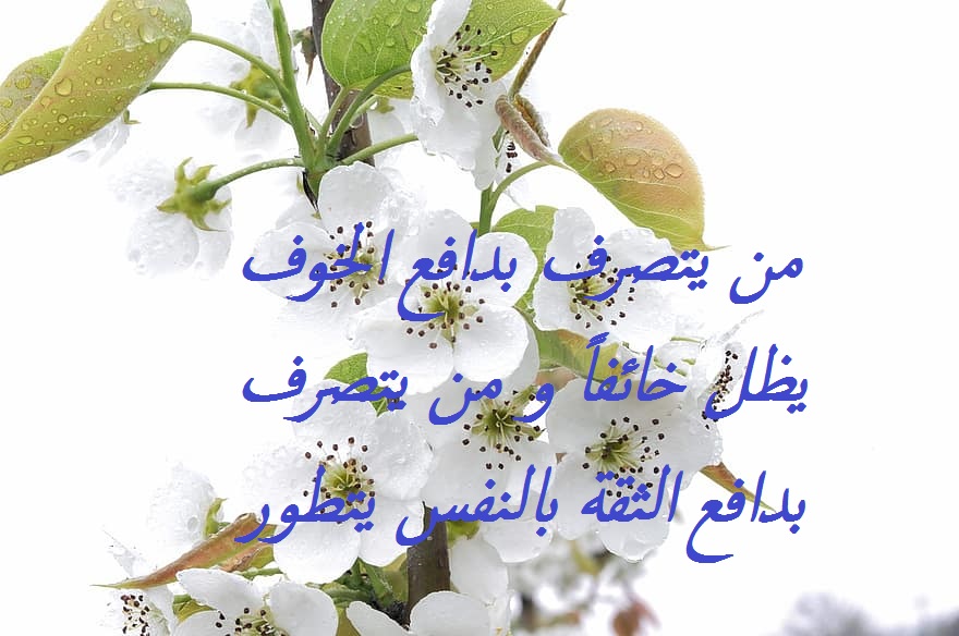 كلام عن الثقه