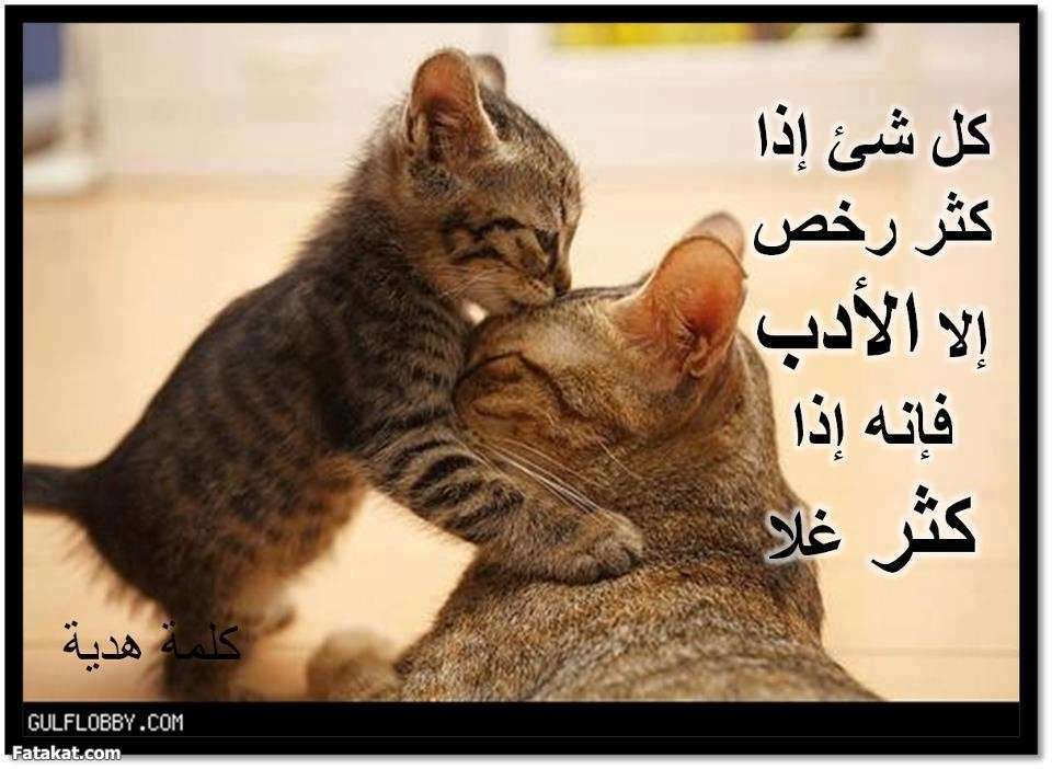 كلام عن الشخص الغير محترم
