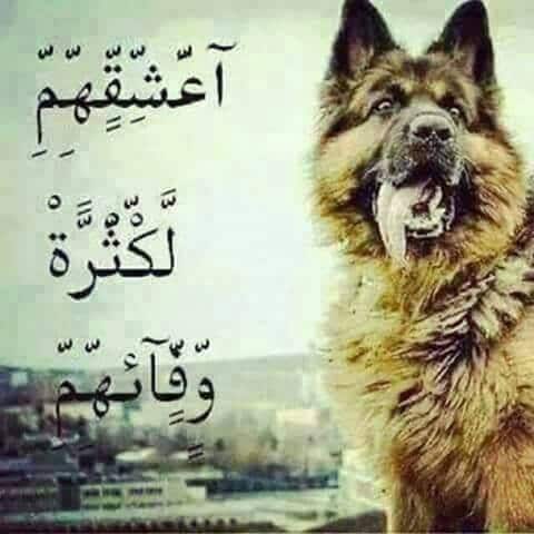 كلام عن حب الكلاب