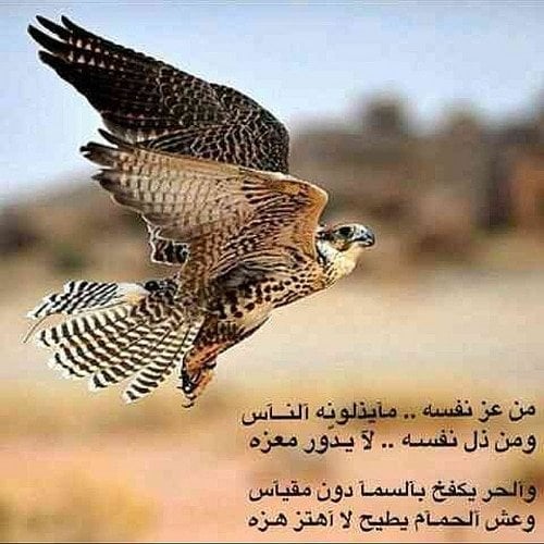 كلام يزيد من هيبتك