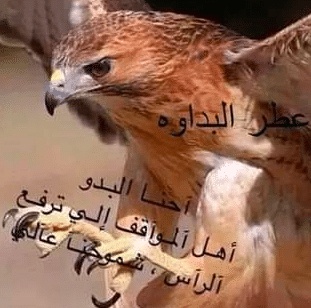 كلمات سعودية بدوية