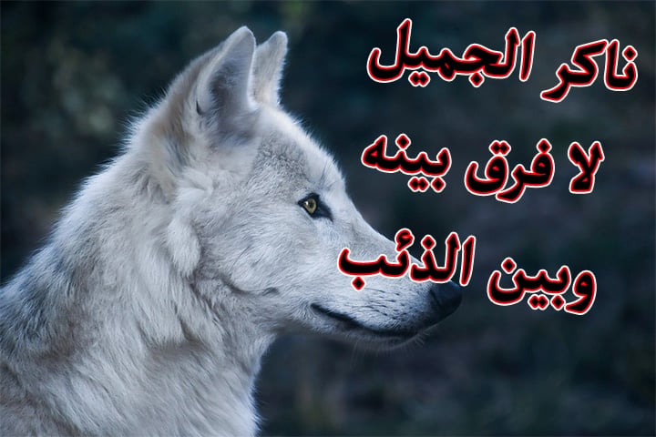 كلمات وصور عن ناكر الجميل