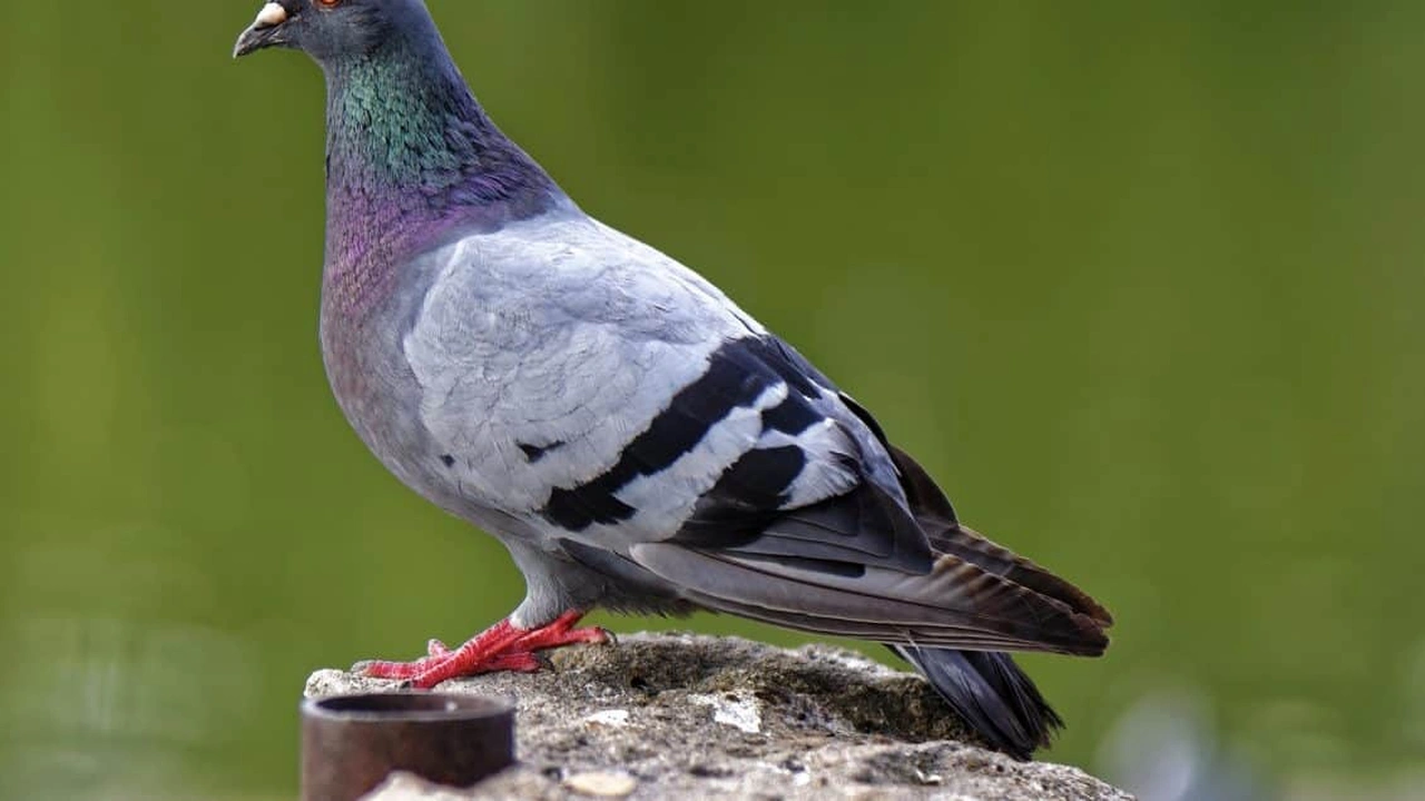 صورة كيف ابدا مشروع تربية الحمام