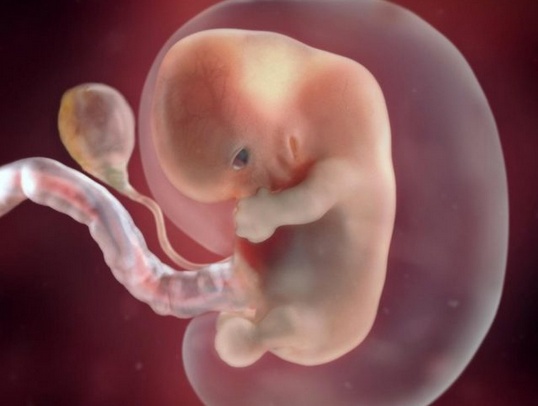 كيف اعرف أن الجنين ميت في الشهر الرابع