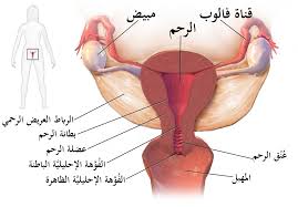 كيف اعرف أن الرحم رجع لوضعه الطبيعي بعد الولادة