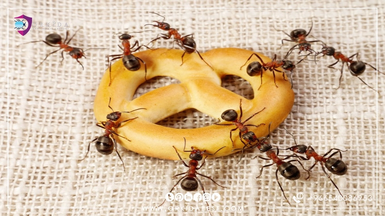 صورة كيف يمكن القضاء على النمل